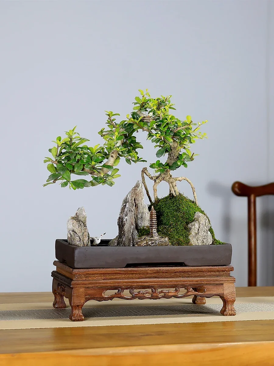 أوراق صغيرة فوجيان الشاي المشهد الجنينة بونساي النمذجة النباتات كومة قديمة داخلي غرفة المعيشة مكتب غرفة الشاي النباتات الخضراء بوعاء p