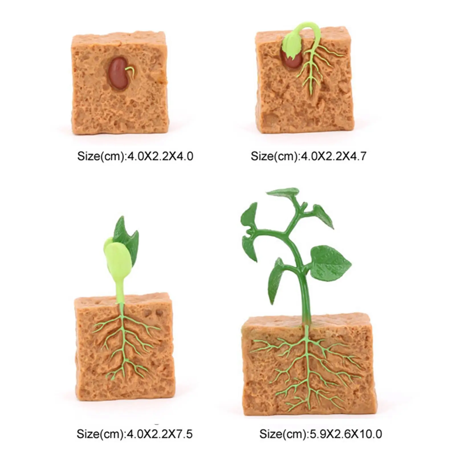 SubKRà vie de plante de haricot vert, jouet de développement de plante de ferme, cadeau Montessori