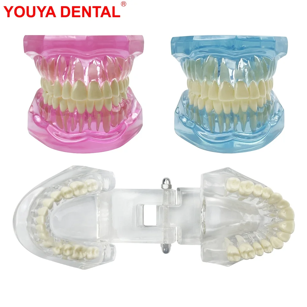 Normal Adult Dental Model Teeth Dental Teaching Model For Studying Education Display Transparent Blue Pink Dentistry Teeth Model