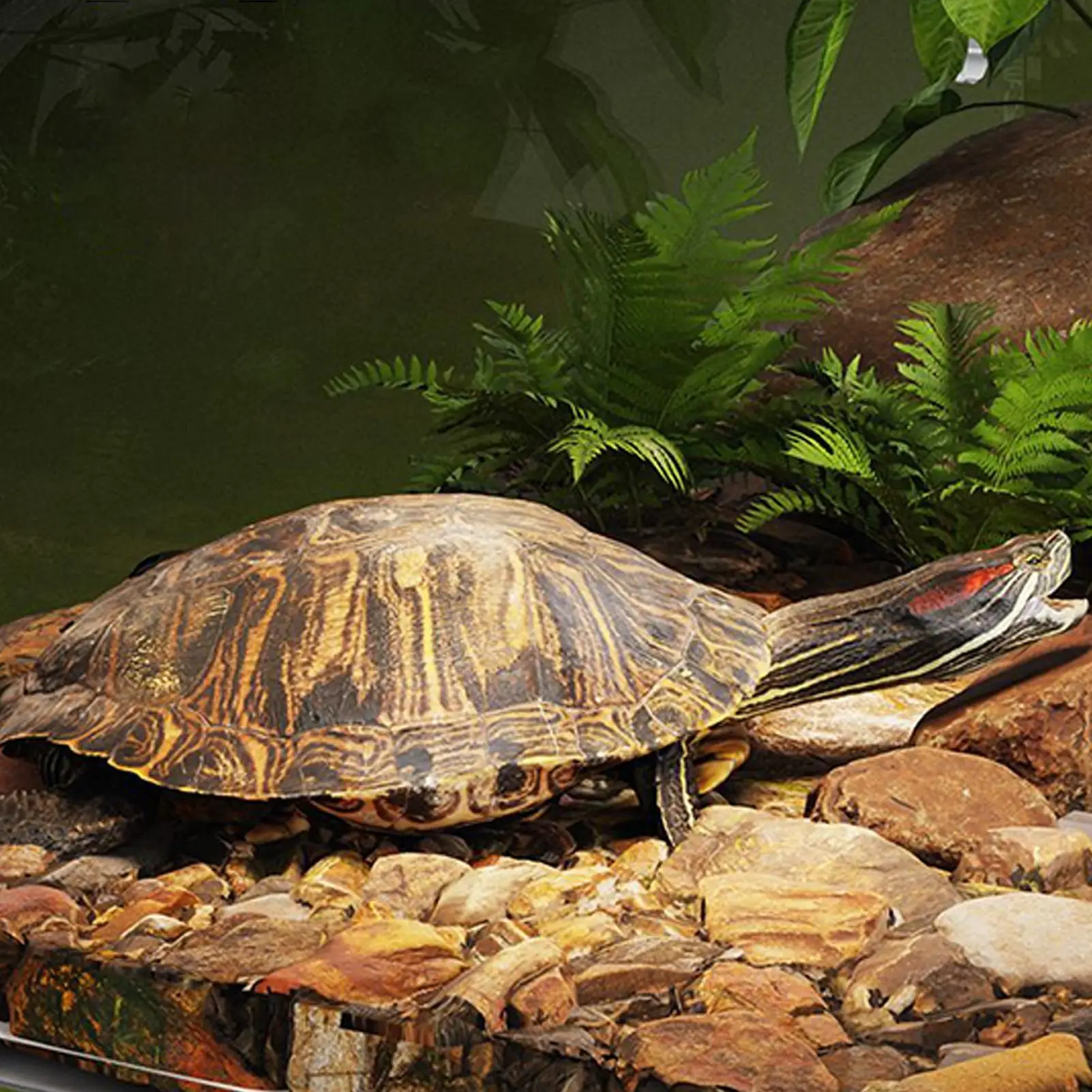 

Over Tank Turtle Basking Land Pet Turtle Tank Observation with Lid hanging habitat Resting cage Reptile Resting Land Turtle