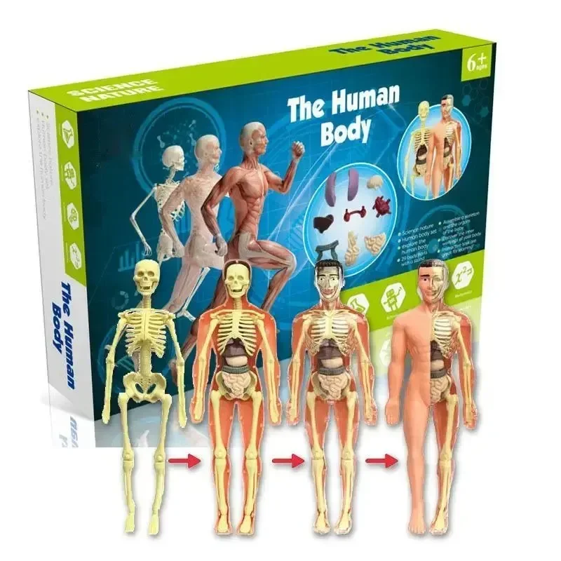 3d Human Body Torso Model for Kid Anatomy Model Skeleton Removable Human Simulation Organ and Skeleton Detachable Body Models