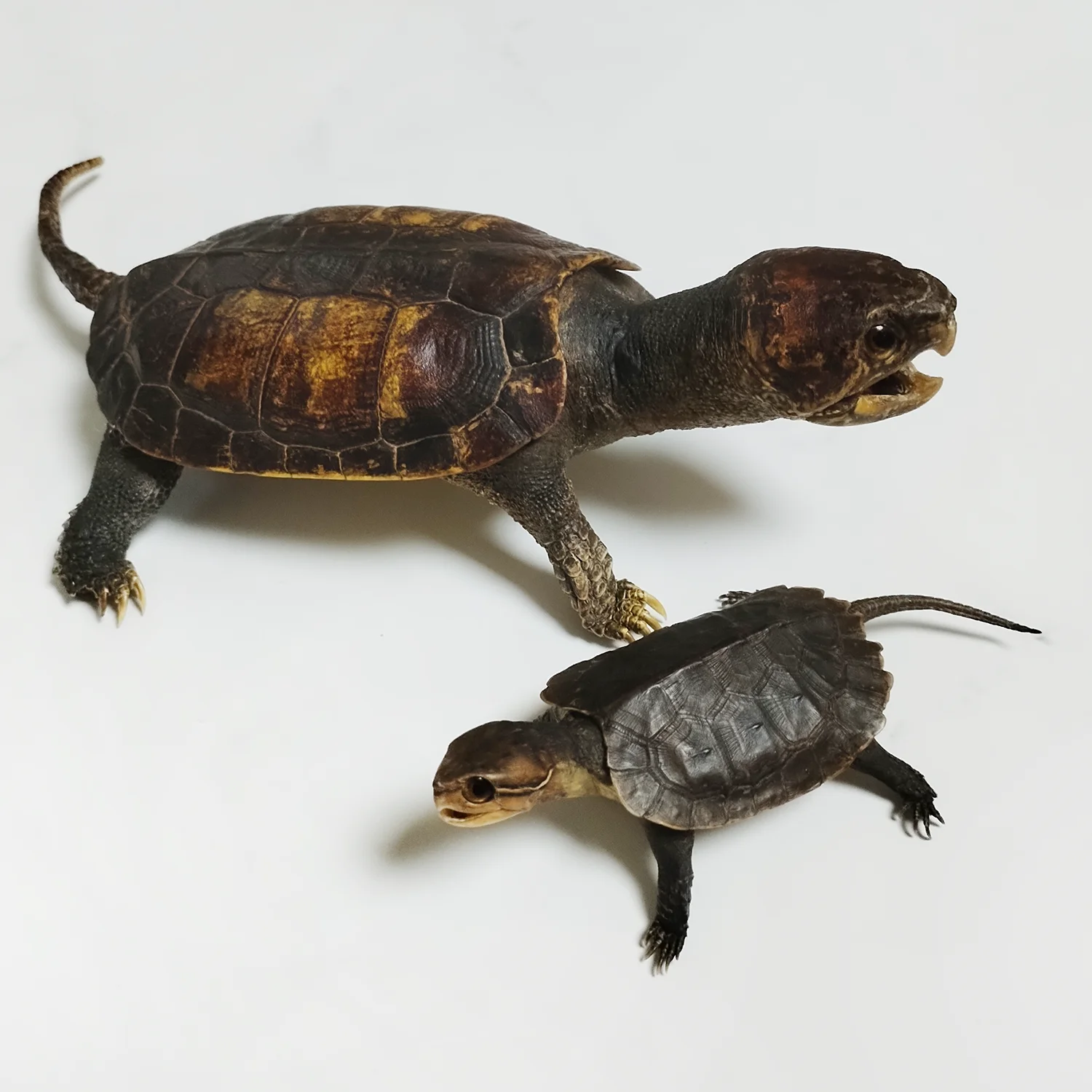 Big-headed Turtle Taxidermy Authentic Animal Bones Specimen Handicrafts Collectors for Science Education Unique Gifts view 2