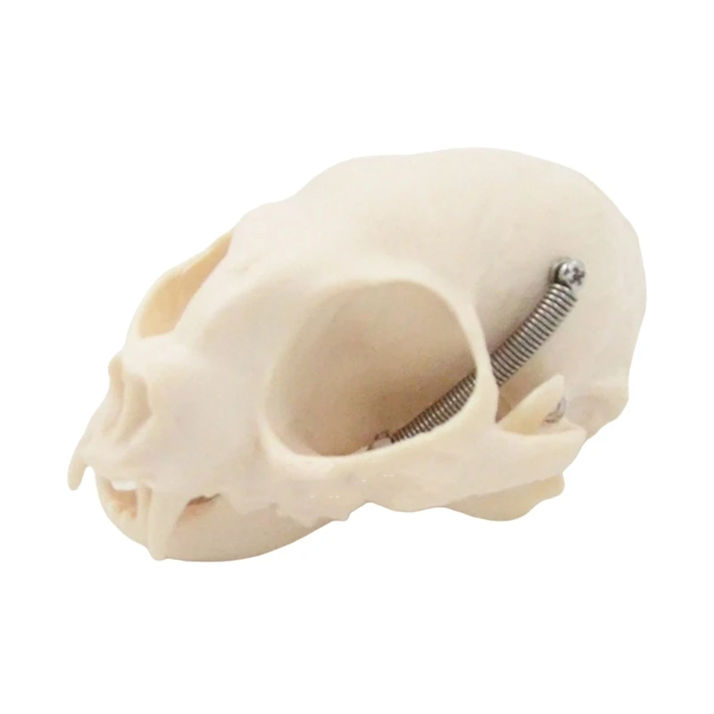 

Cats Skull Anatomy Model Cats Head Skeleton Model Anatomical Cats Head Bone