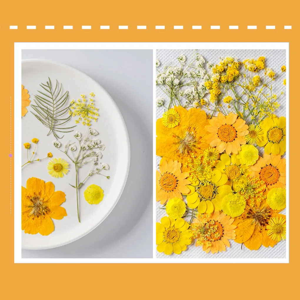 Natural Dried Flower Pressed Floral Decoration Embossed Flowers Preserved Plants Household Supplies Jewelry Decal