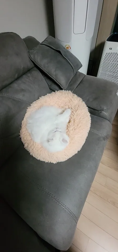 구매후기