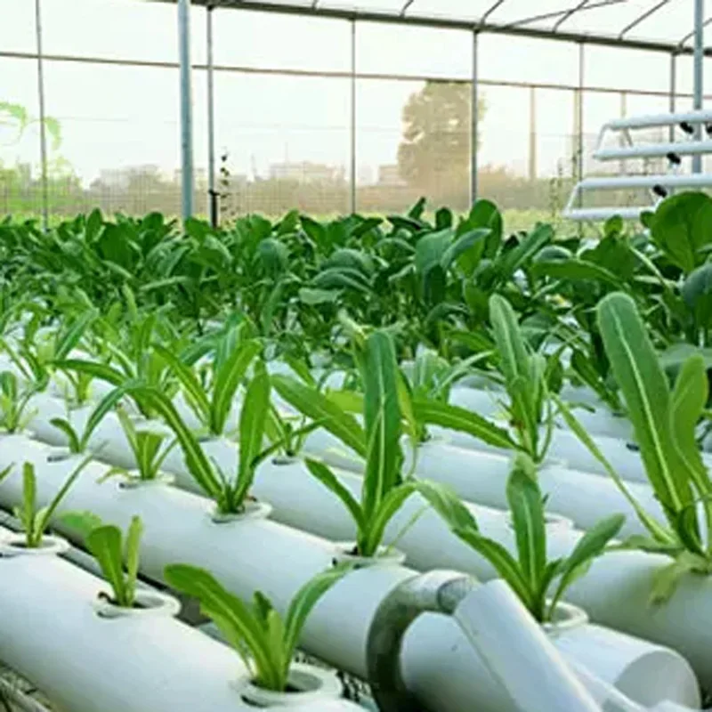 Soilless Growing System Kit, PVC Pipe Hydroponic Garden, Vegetable and Herb Growing Equipment, Automatic Water Circulation