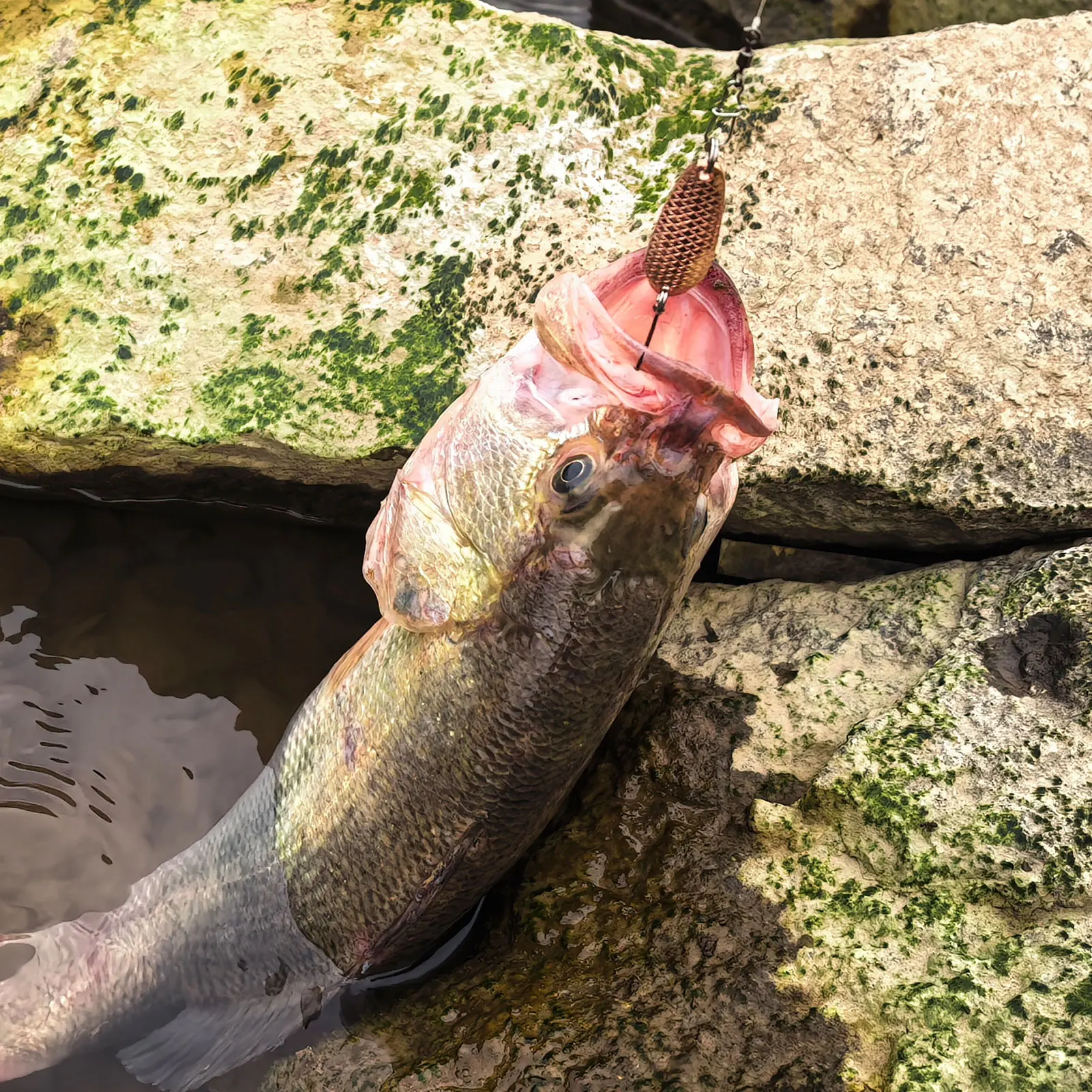 طُعم ملعقة صيد سمك السلمون المرقط المجاني، 2.5 جرام 3.5 جرام 5 جرام طعوم معدنية مختلطة خطاف واحد، ملعقة صب طعوم صلبة لجثم الجهير