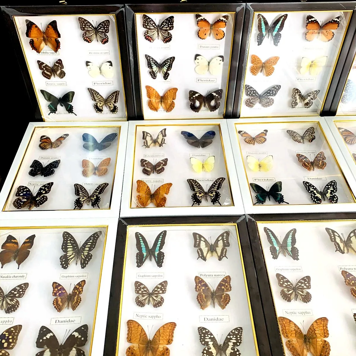 

Butterfly Specimen Educational Material Collection Butterfly Photo Frame Artwork Christmas gifts wedding party Home Decoration
