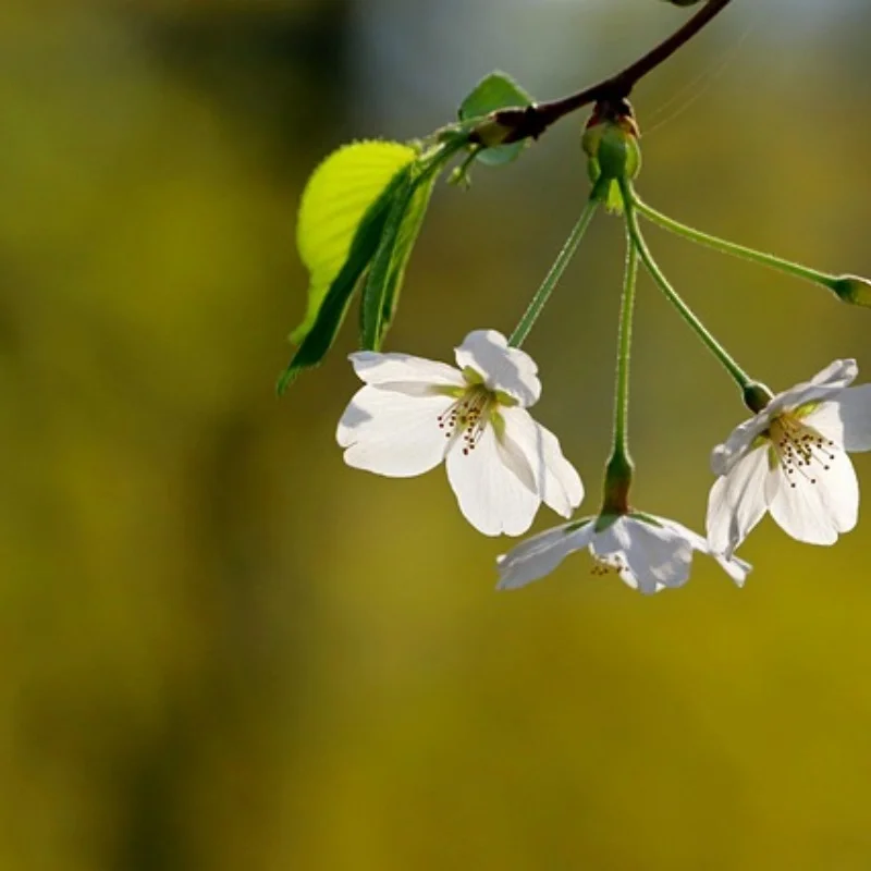 

GYS-1 V3 RACING Gyro Drift автомобильный стабилизатор металлический корпус с ЧПУ для 1/28 1/18 1/10 1/8 радиоуправляемых автомобилей/лодочек модель DIY сборка модернизация