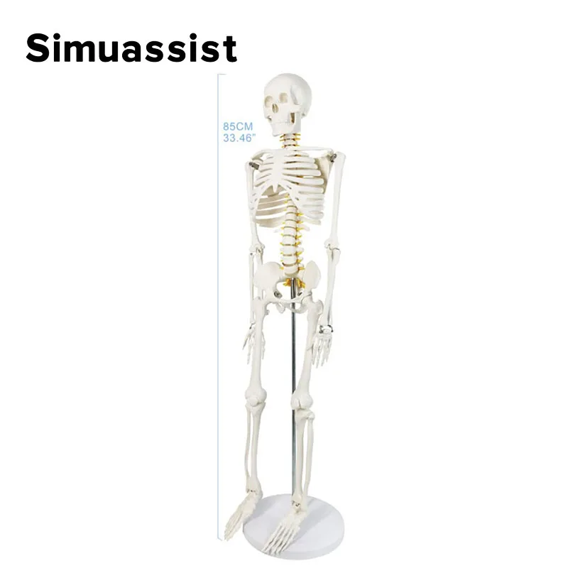 85CM Human Skeleton Model 85cm White Bone Include Nerve Root Full Body Plastic Anatomical Medical Model Teaching Resource