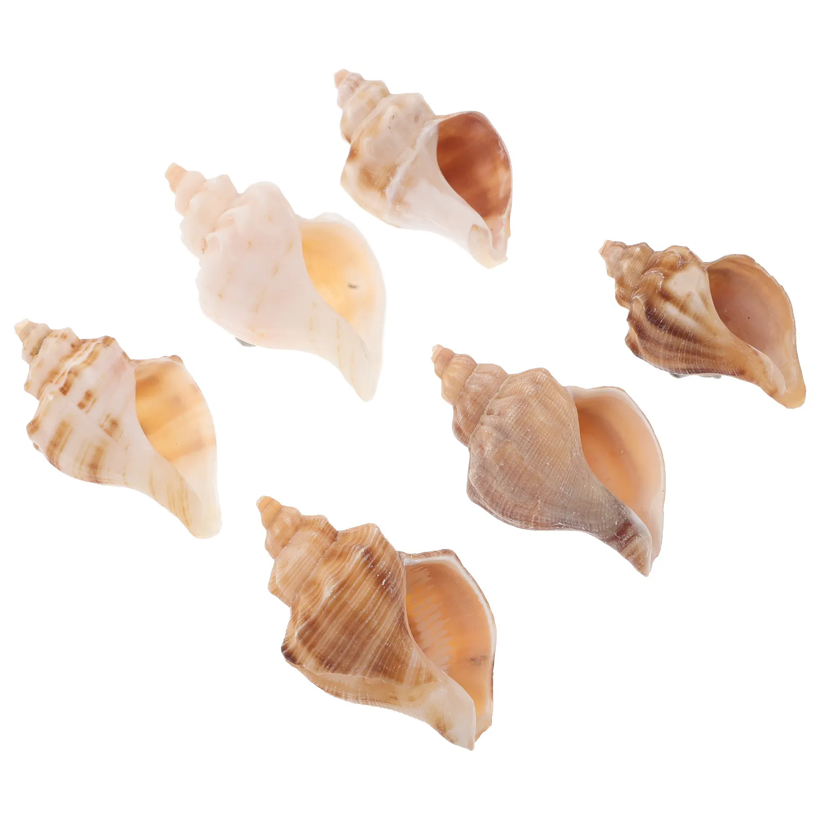 6Pcs Natural Mini Conch Shells Hermit Crab Replacement Shell Aquarium Home Decor Sea Shell Decoration Coastal Shelf Decor Ocean