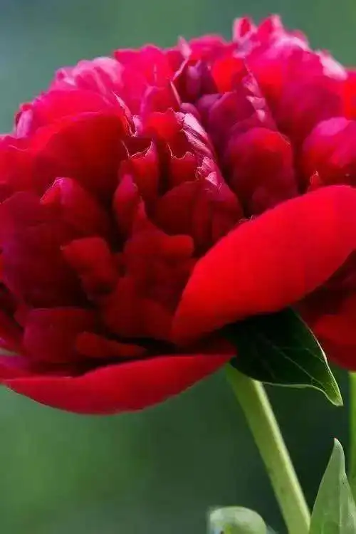 

4G SIM Carplay For Infiniti FX35 FX45 2004-2008 Android Vertical Screen Auto Stereo HeadUnit Car Multimedia Player Radio Tape