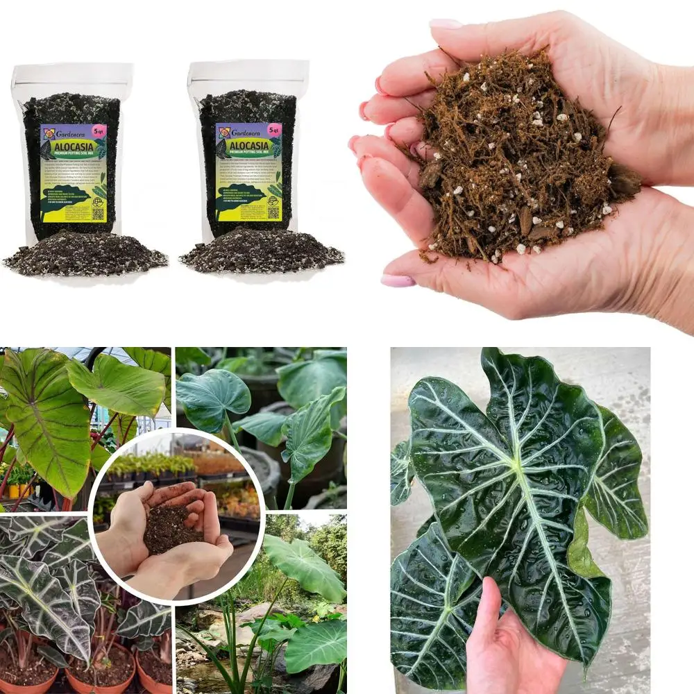 

Натуральная грунтовая смесь для здорового роста алоказии - способствует развитию корней и листьев - 10 кварт