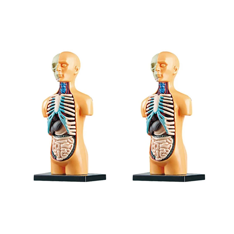 Hot TTKK 2X 3D Rimovibile Anatomico Torso Umano Modello Del Corpo Per Il Giocattolo Educativo Struttura Del Corpo Umano Insegnamento Per Il Bambino Studente Del Capretto