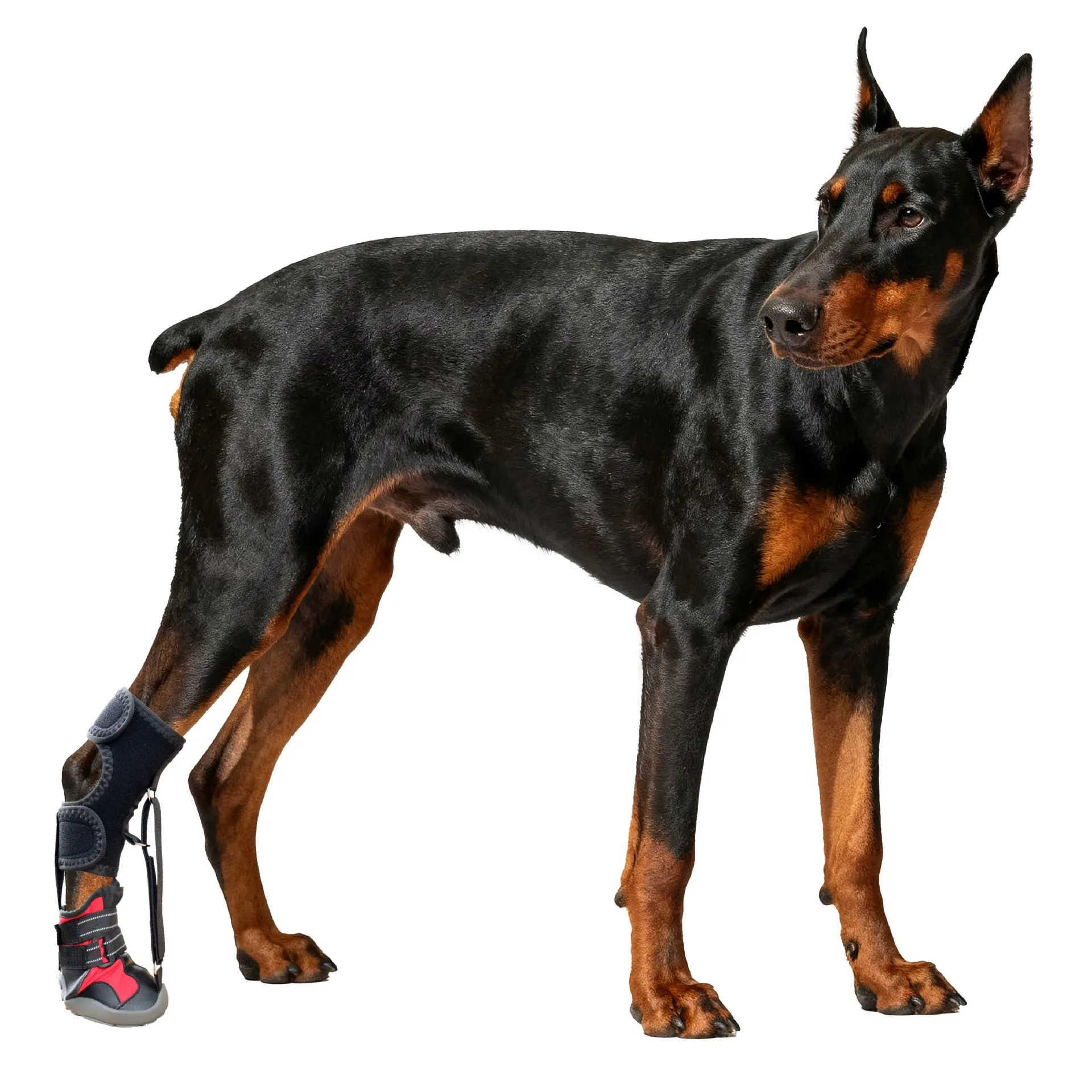 Pet Shoes, Anti Dirt, Anti Drop, Wear-Resistant Hard Sole, Dog Drops Foot Brace For Dog Paw Protection For Outdoor-Adventures