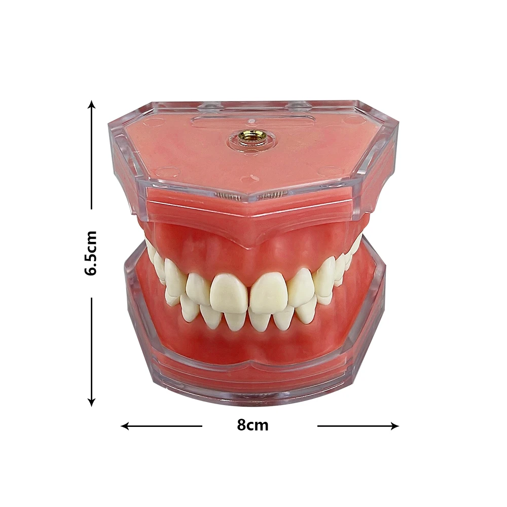 Dental Model With Removable Teeth Standard Jaw Typodont Soft Gum Dental Study Teaching Demonstration Model Dentistry Products