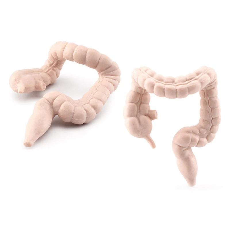 8 Pcs/Set 3D Human Body Organ Models Kids Biology Scientific Static Learning Educational Toys Classroom Teaching Props