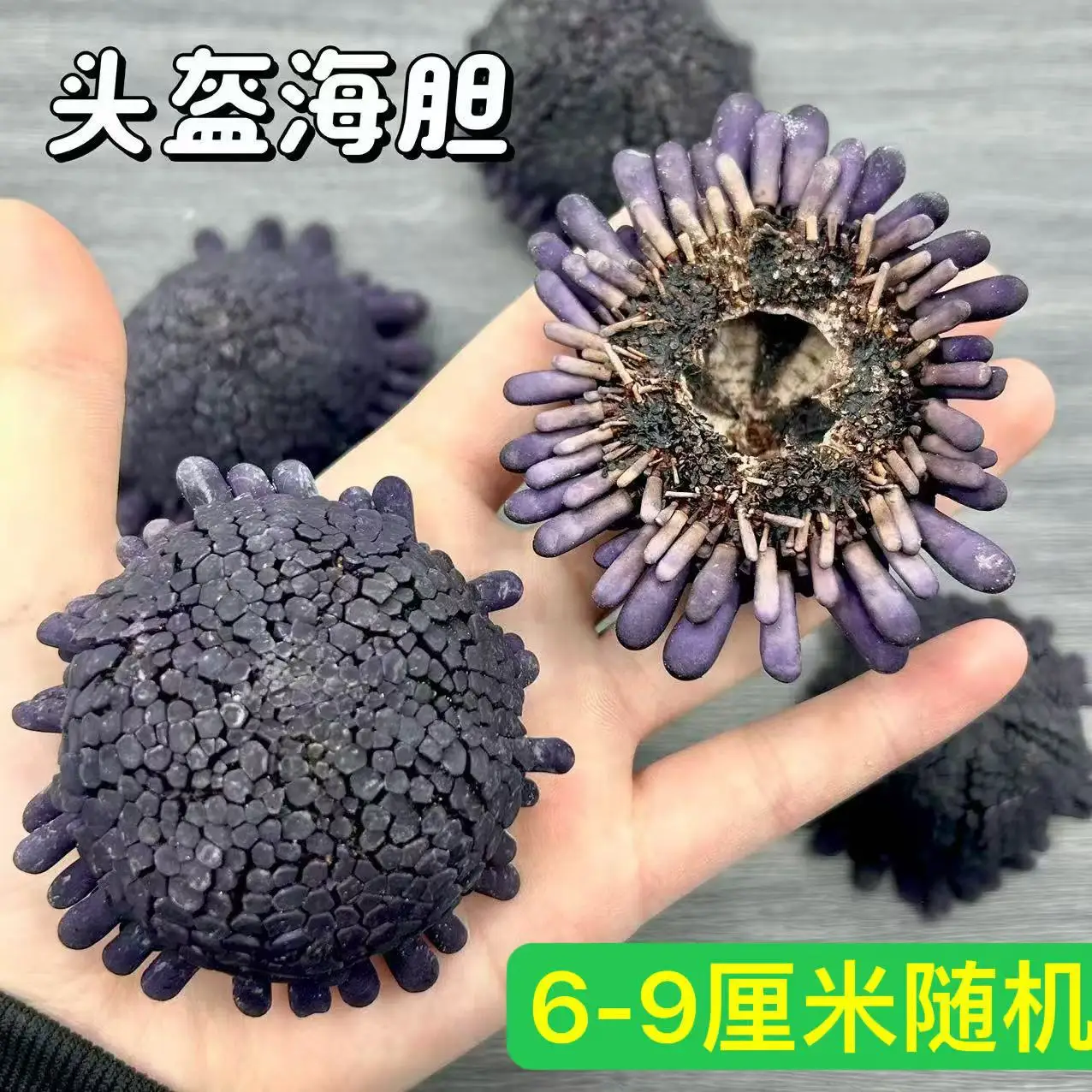 Helmet Urchin (Echinoidea spp.) & 6-9cm Natural Seashells (e.g., Conch spp.) - Purple-Toned Creative Ornaments for Collection