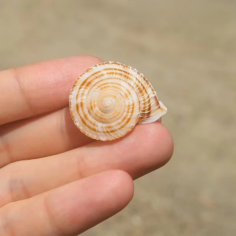 Natural Conch Shell Wheel Spoke Snail Shell Hermit Crab Replacement Shell Fish Tank Home Decoration