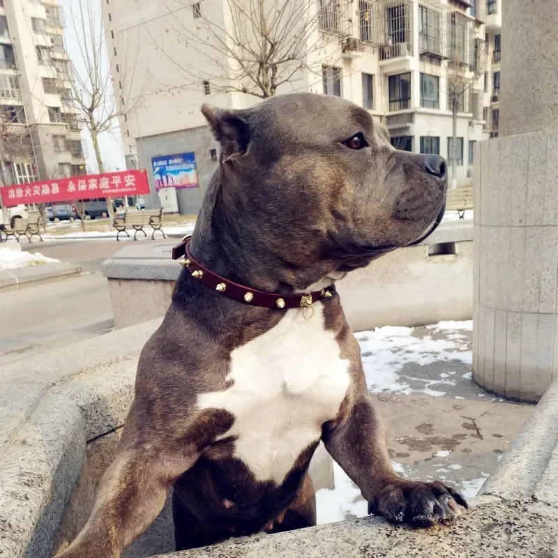Coleira artesanal de couro para animais de estimação, coleira pequena e média para cães shiba inu corgi, buldogue francês, acessórios para cães, correa perro
