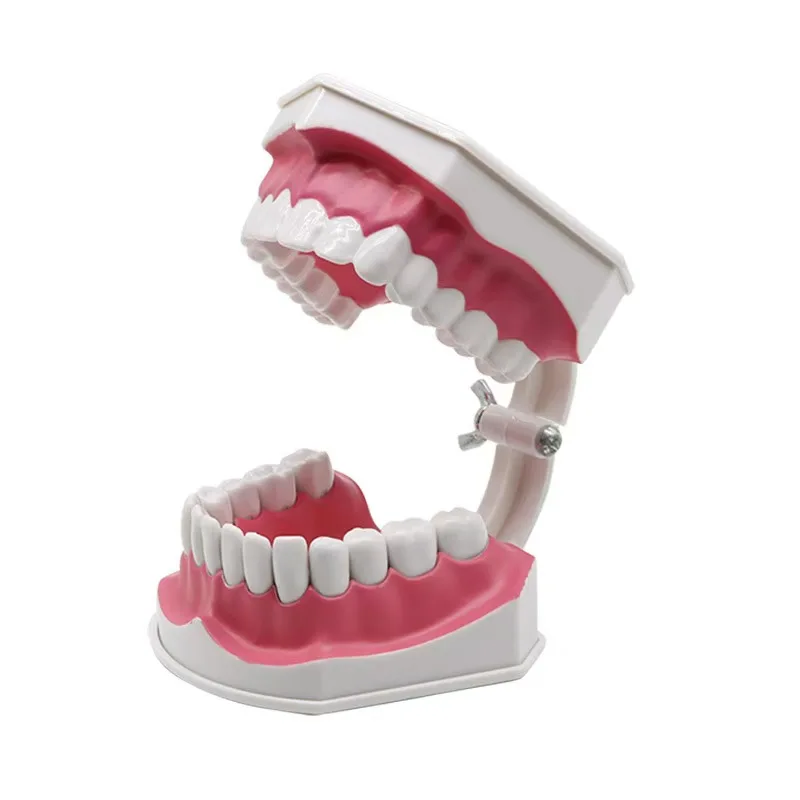 1pc Dental Teaching Model 2:1 Oral Care Teaching Demonstration Model For Brushing Teaching Dental Teeth Model Education Tool