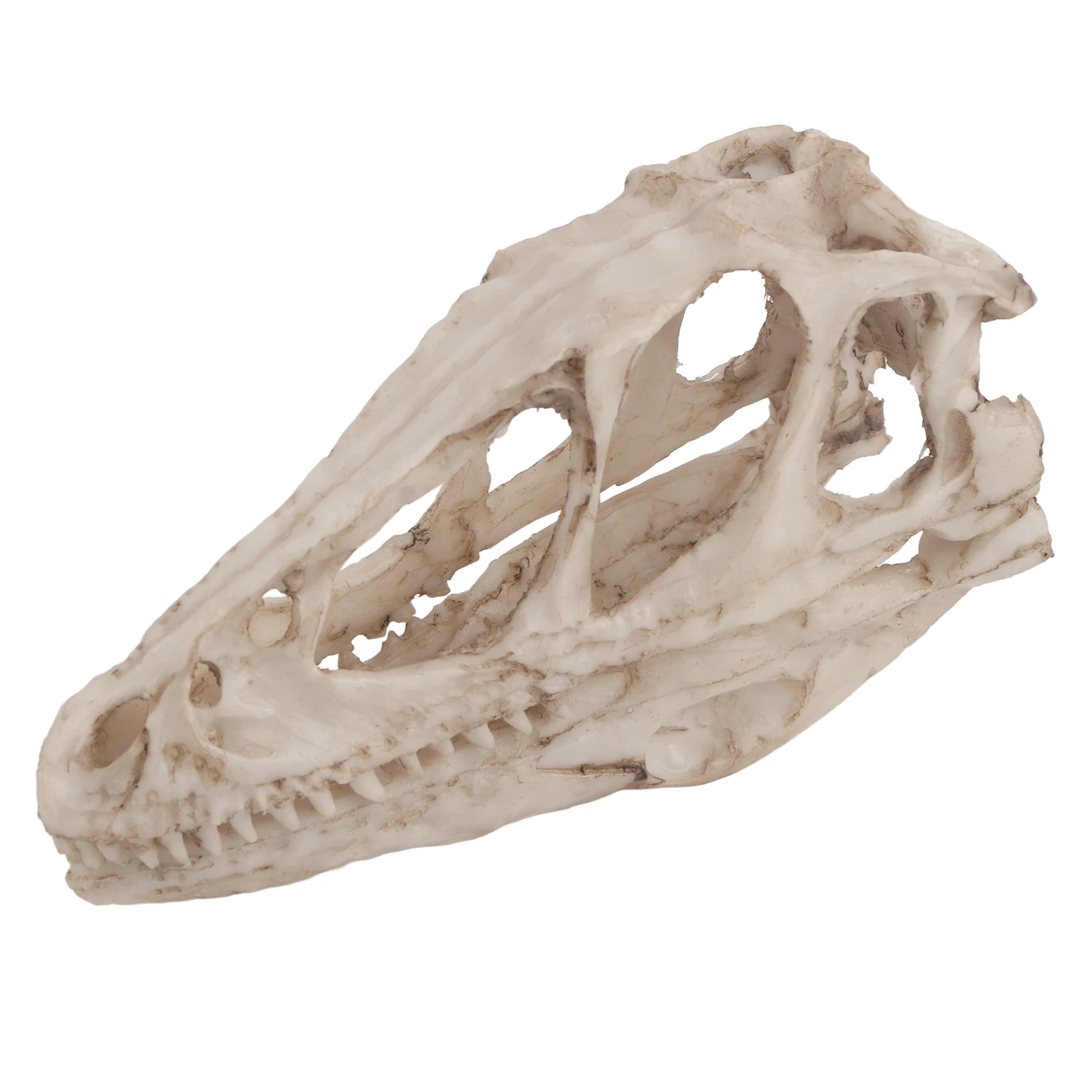 Resin Dinosaur Skull Model Simulated Animal Skeleton Home Office Decor Craft Teaching Prop