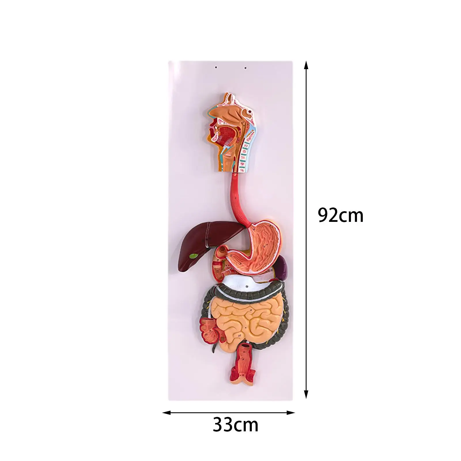 Spijsverteringsstelsel Functie Demonstratie Model DIY Projecten Gastro-intestinale Tract Model voor School Props Tieners Klasse Kinderen