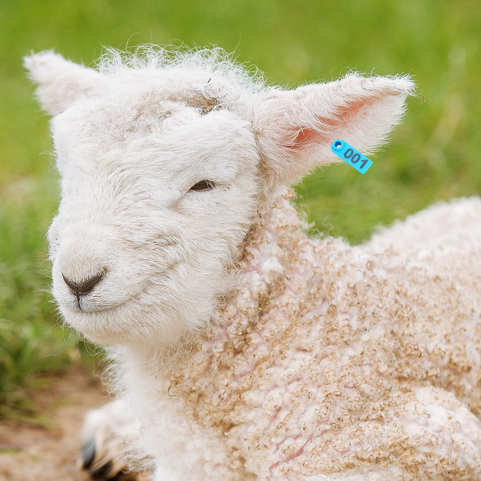 Étiquettes d'oreille numérotées en Tpu pour animaux de ferme, 100 pièces, pour bovins, moutons, chèvres, porcs, système d'identification du bétail, Kit d'étiquettes d'oreille de vache