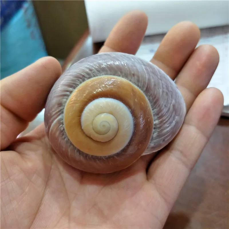 Fish Tank Bread Snail, Mediterranean Natural Shell Conch Supply, 6-8cm