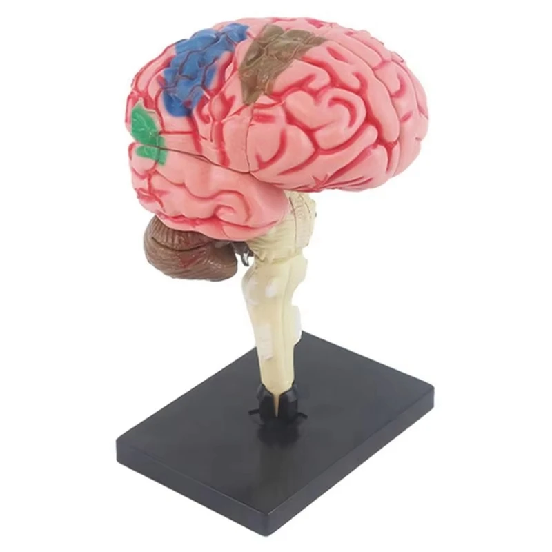 New 4D Human Brain Model Kids Scientific  Teaching Anatomical Model Lab Display Model DIY Assembling Model