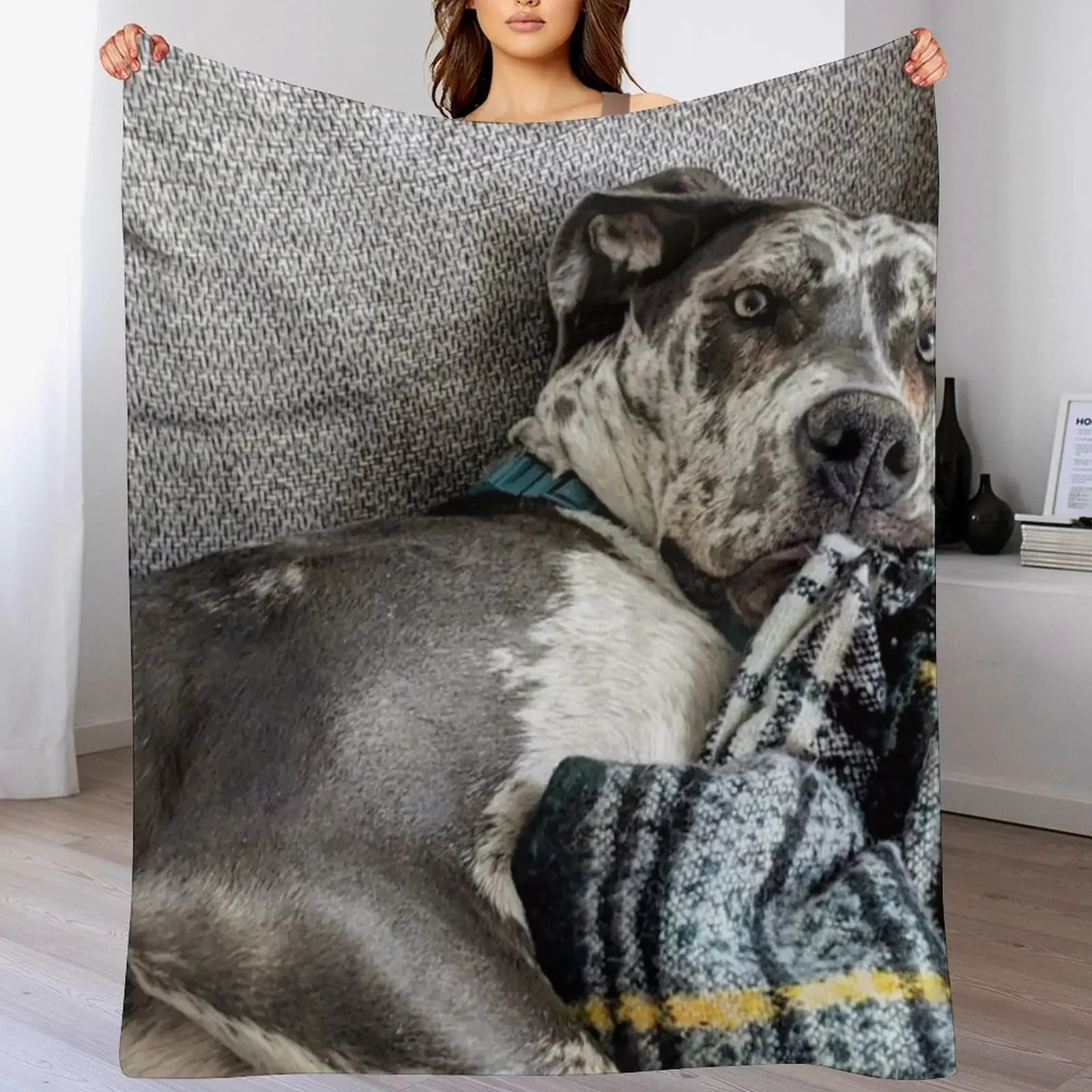 Great Dane Puppy chewing on Blanket Throw Blanket Lightweight Warm Blanket for Indoor Outdoor Use