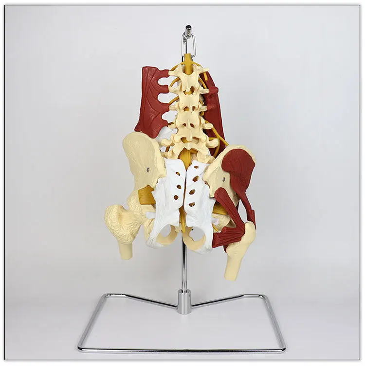 1:1 Life Size Anatomy Lumbar Vertebrae Vital Muscles Pelvic Muscle Model Spine Skeleton Protrusion  Intervertebral Disc