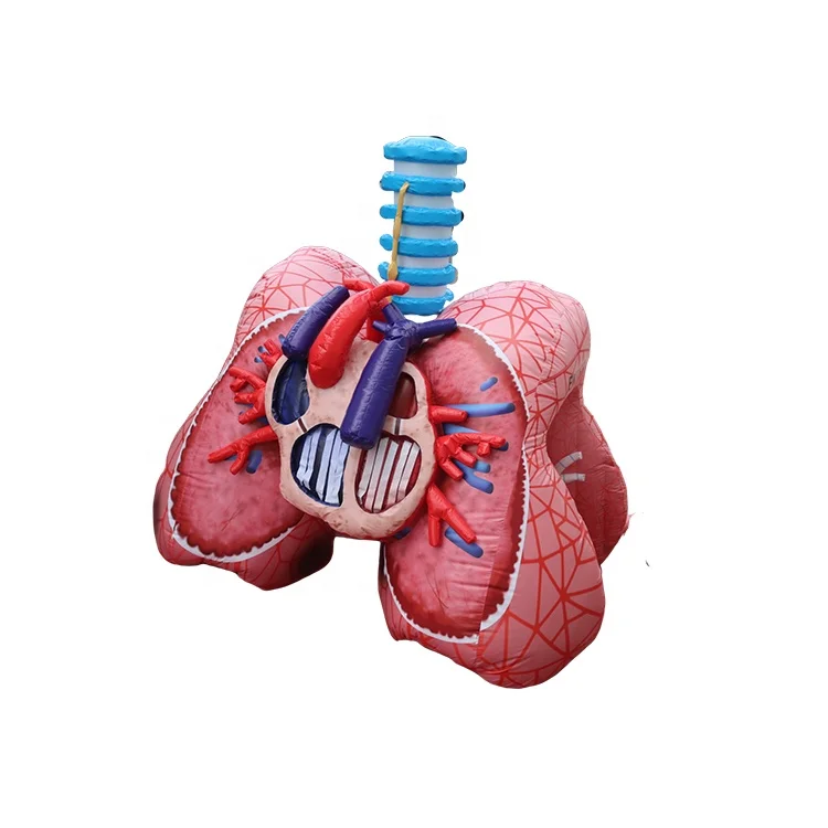 WINSUN Inflatable Realistic Heart And Lung Model For Medical Theme Advertising Event Lung With Tumor For Medical
