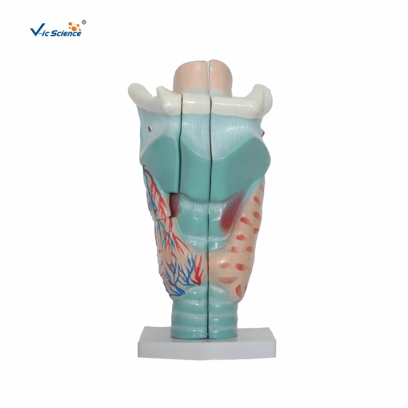 Magnified Human Larynx Model Human Teaching Brain Mantle Function Position Head Brain Anatomy Model