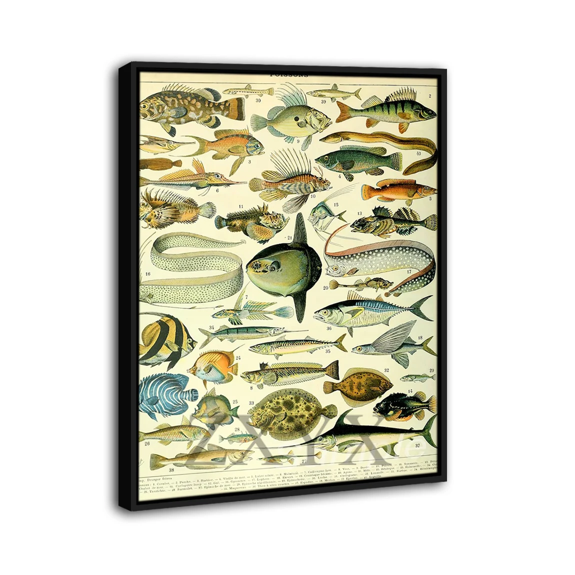 Vintage Sea Life Framed Poster Print Home Decor Wall Art Painting Oil Canvas