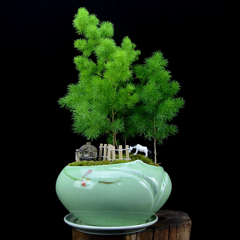 Bonsai Plant Bonsai Indoor Office Living Room Zodiac Monkey Family Green Plant Evergreen Purifying Air