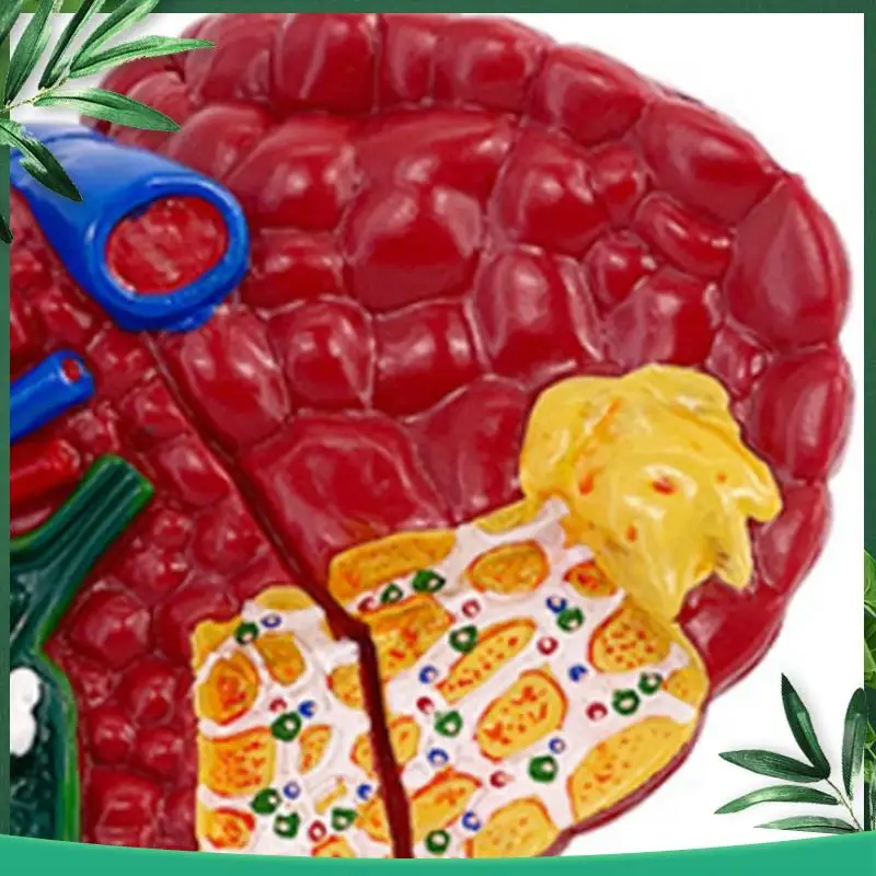 

(NEW) Liver Model For Common Pathologies, Liver Model Human Anatomy Office Anatomy Model