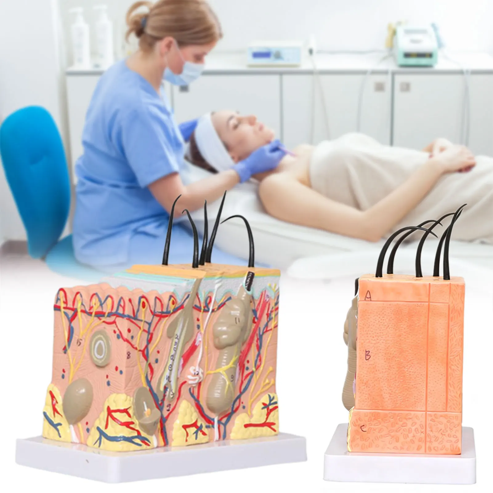 3d Skin Structure Mode Plastic Surgery Training Skin Model Magnified Anatomys Dermatology Teaching Layer Diagram for Education