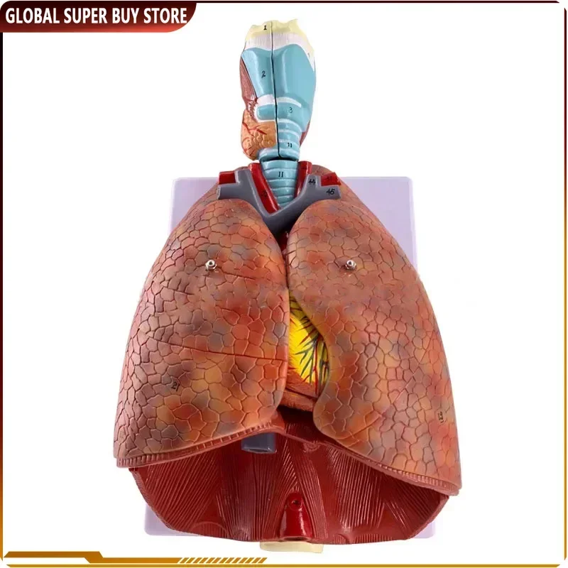 Human Laryngeal Cardiopulmonary Anatomy Respiratory Model Educational Model Respiratory System Model