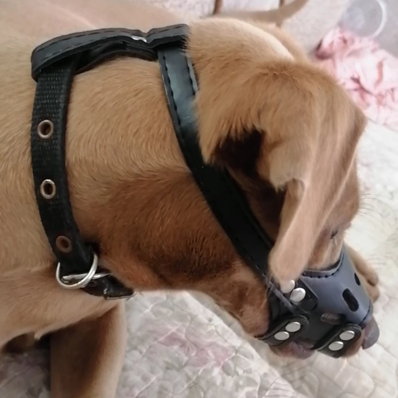 Dog Mouth Cover Anti-barking Anti-biting Anti-eating Puppy Medium and Large Dog Small Dog Dog Mask Teddy Golden Retractor