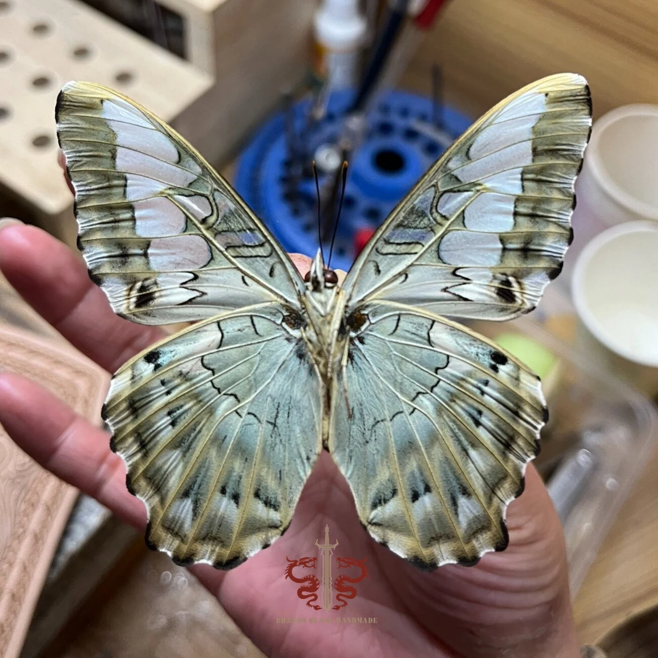 Butterfly specimen Parthenos sylvia, 1pc wings spread A1/A- high quality, Decorative Display Collection Gifts