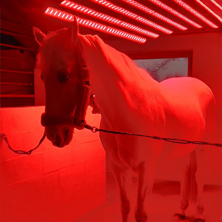 Equine solarium device horse sunbath red infrared NIR light therapy bar light