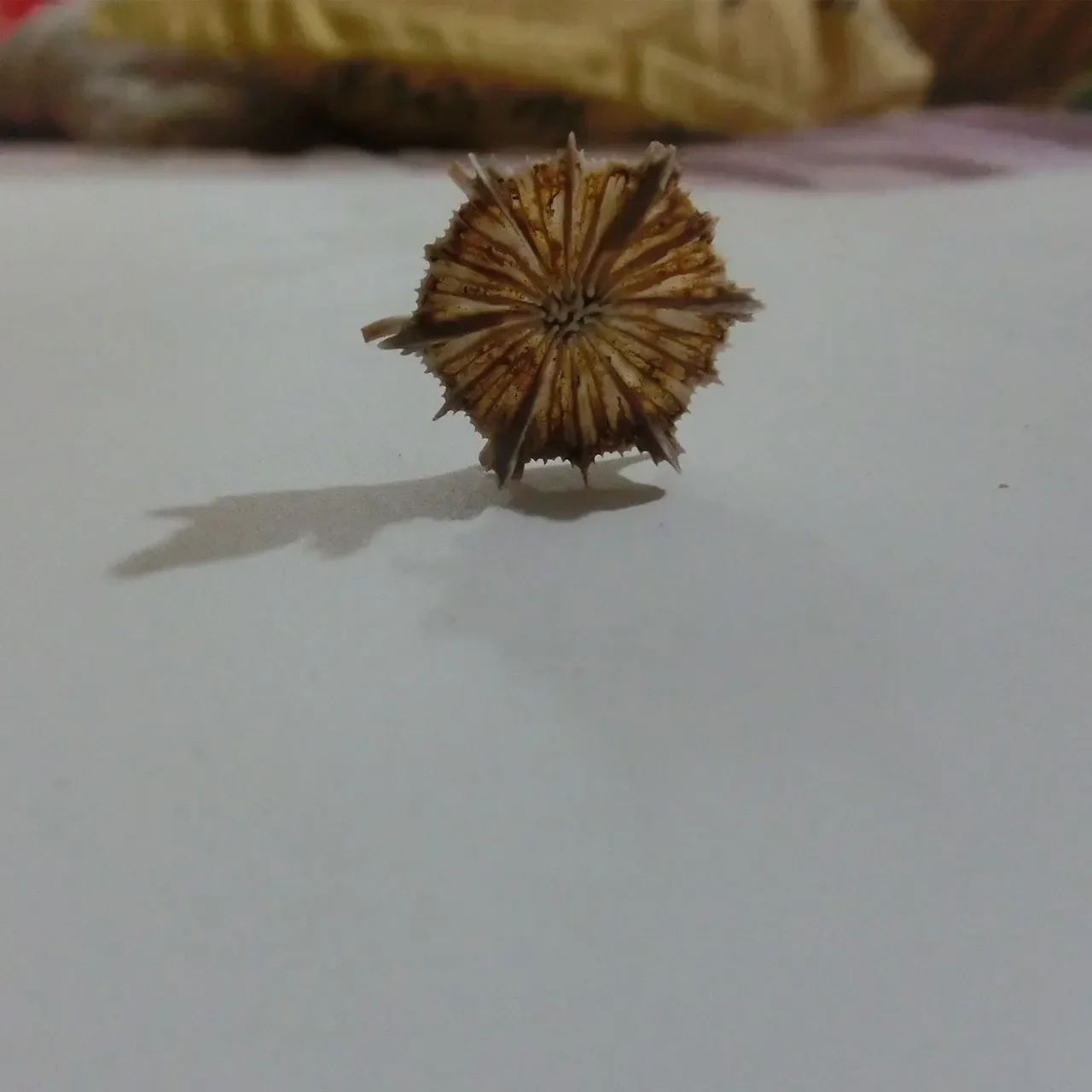 Natural small conch shell fish tank landscaping decoration photography props bench chrysanthemum sea urchin shell