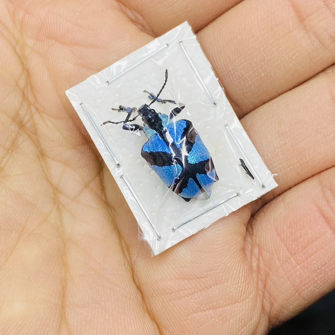 

Trend Stag Beetle Cyclommatus Tarandus Tarandus Real Insect Steampunk Образец Diy Украшения для дома