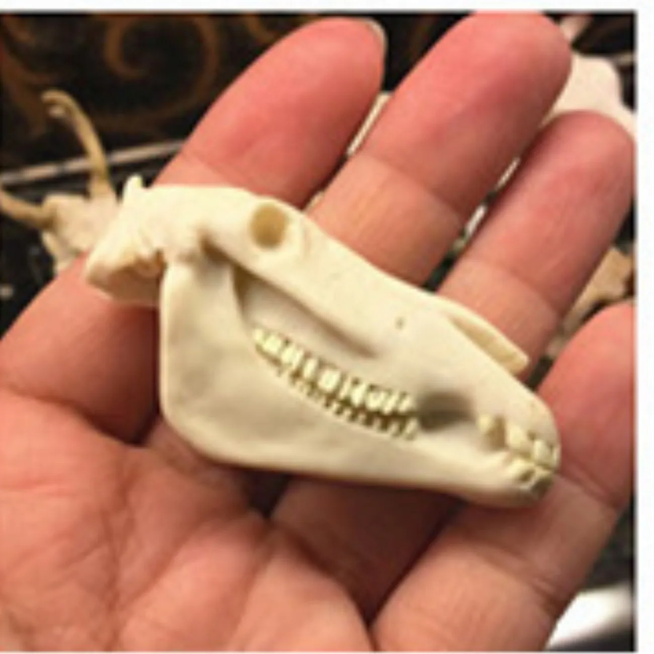 

Aquarium fish tank ornament aquatic plants landscaping dinosaur crocodile sheep resin skull horse cow animal pet room