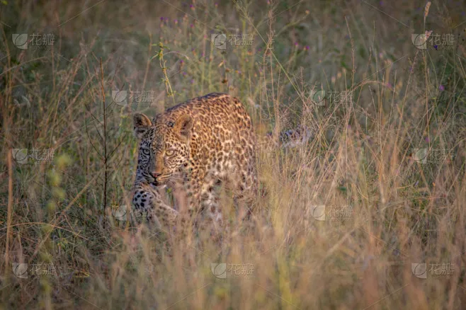 

Aluminum Alloy Rear Lower Control ArmD283 for Trxs 1/10 4-TEC Drift Mustang Accessories