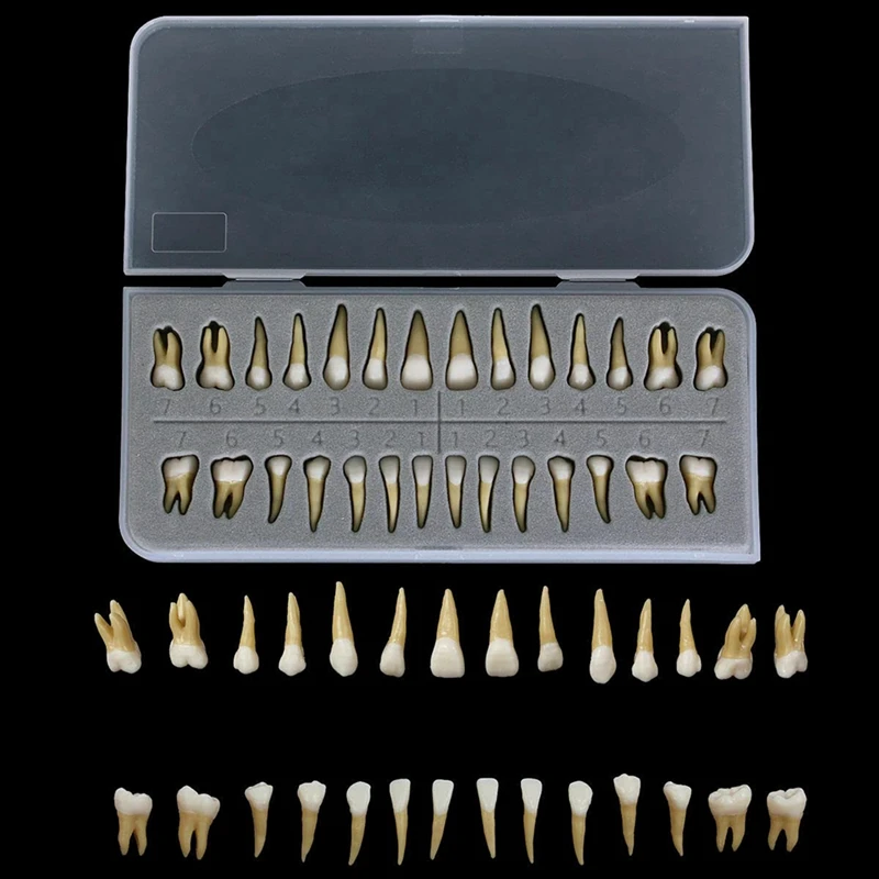 

28Pcs Tooth Model 1:1 Permanent Teeth Model Resin Tooth Demonstration Tooth Education Teach Study Easy Install