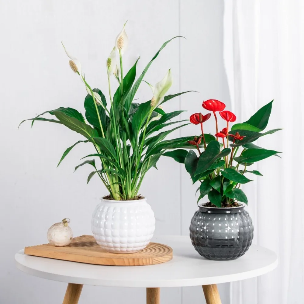 

Self Watering Hydroponic Plants Pot Plastic Removable Mini Succulent Planter Tabletop Vase Office Bonsai Decor