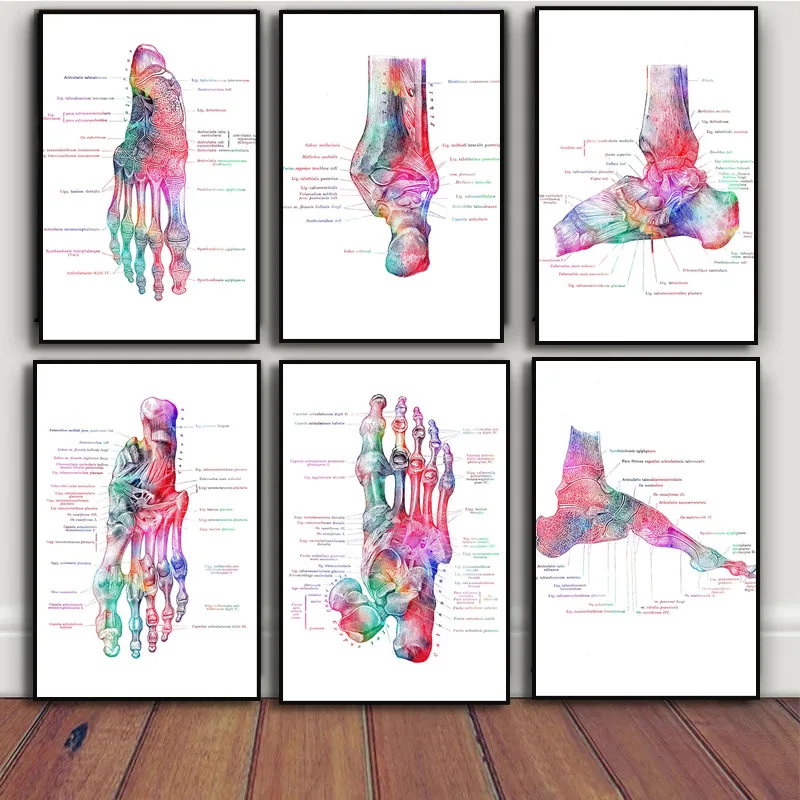 Foot Bones Anatomy Poster Podiatry Art Medical Print Canvas Painting Feet Skeleton Posters Prints Wall Pictures Office Doctor