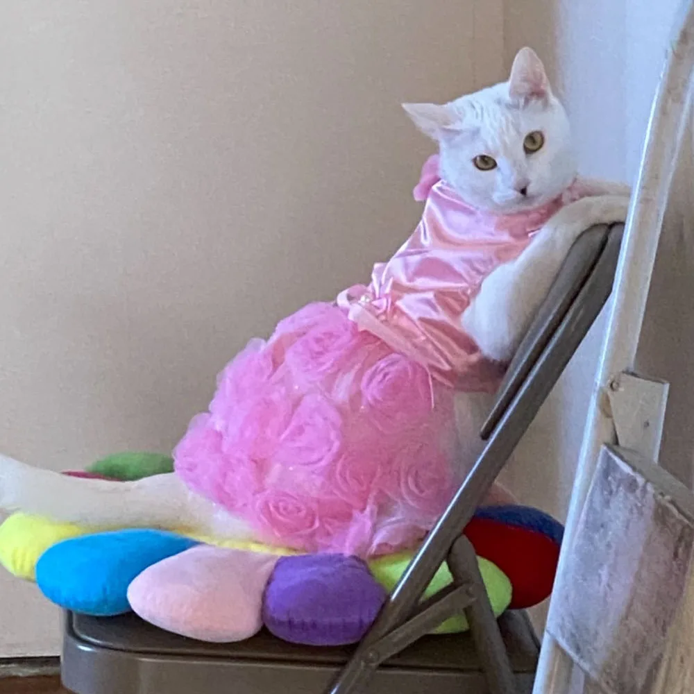 Samand Cat Dress to Impress: A Complete Review for the Ultimate Feline Fashion Statement Samand Cat Dress to Impress: A Complete Review for the Ultimate Feline Fashion Statement